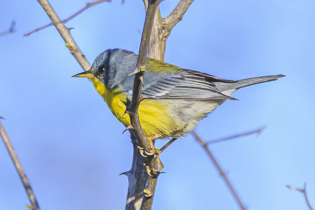 Tropical Parula - ML642167507