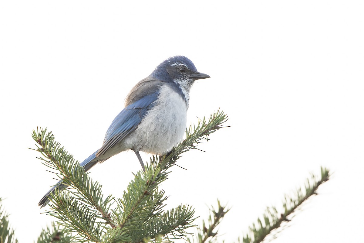 California Scrub-Jay - ML642167508