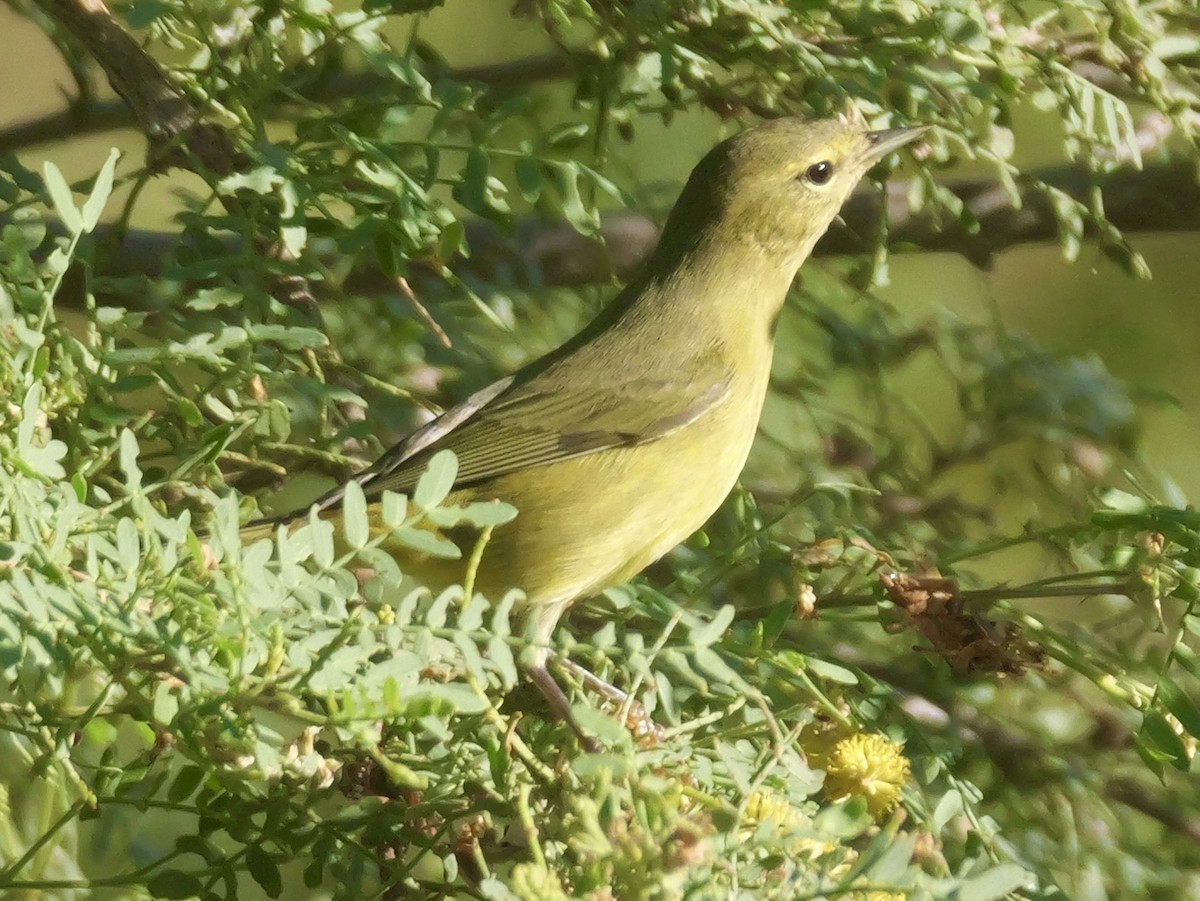 Orange-crowned Warbler - ML642167509