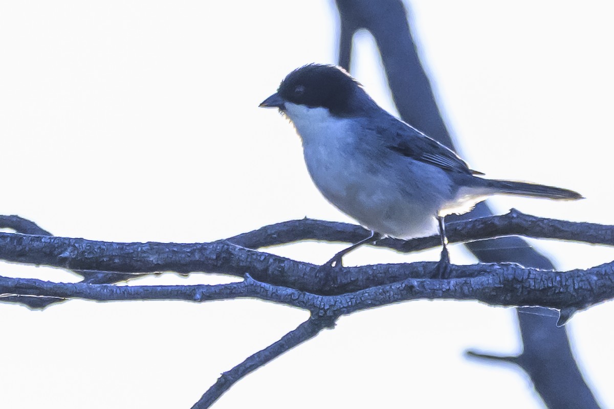 Black-capped Warbling Finch - ML642167513
