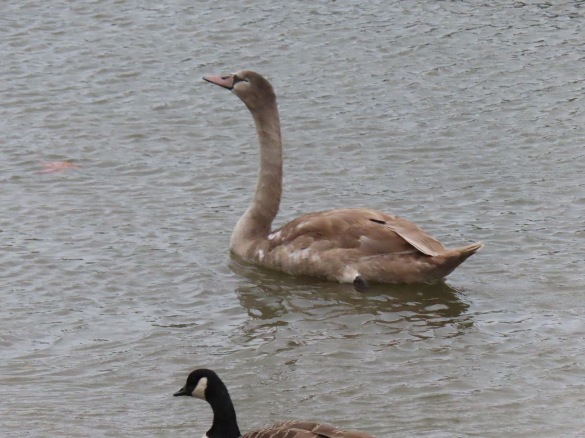 Mute Swan - ML642167516
