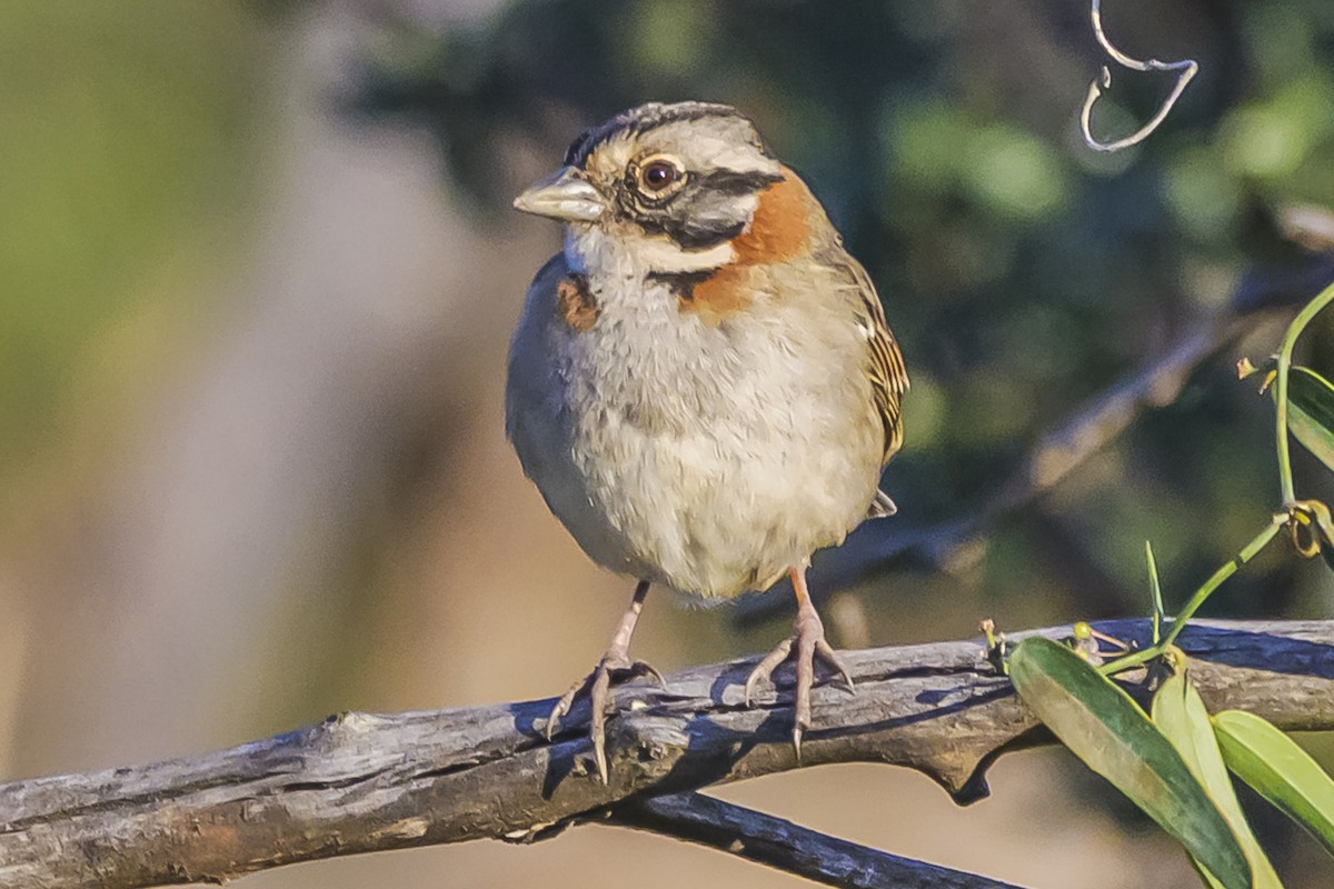 Rufous-collared Sparrow - ML642167518