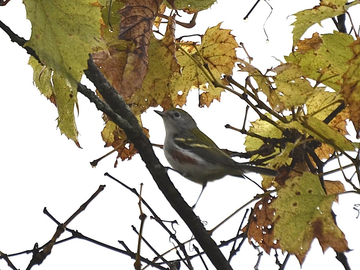 Chestnut-sided Warbler - ML642167519