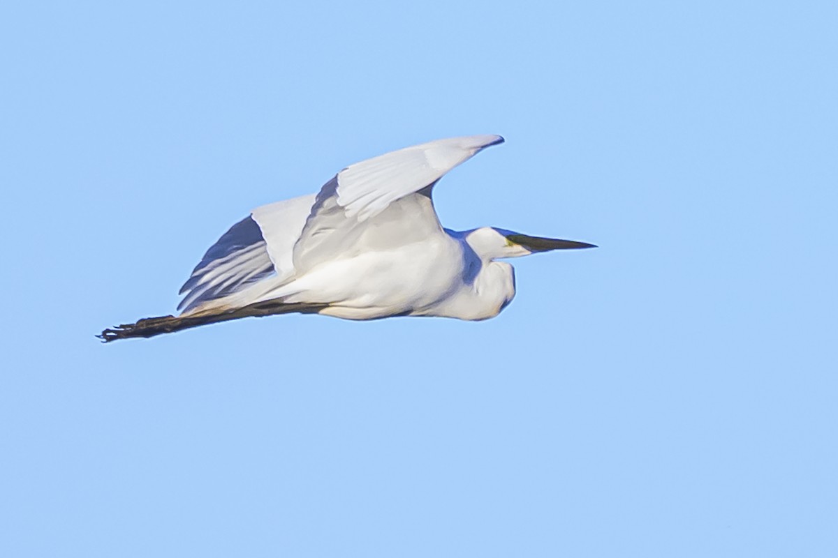 Great Egret - ML642167522