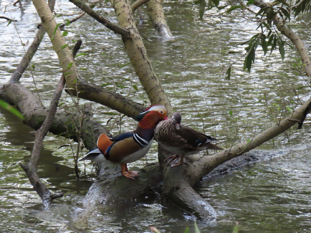 Mandarin Duck - ML642167525