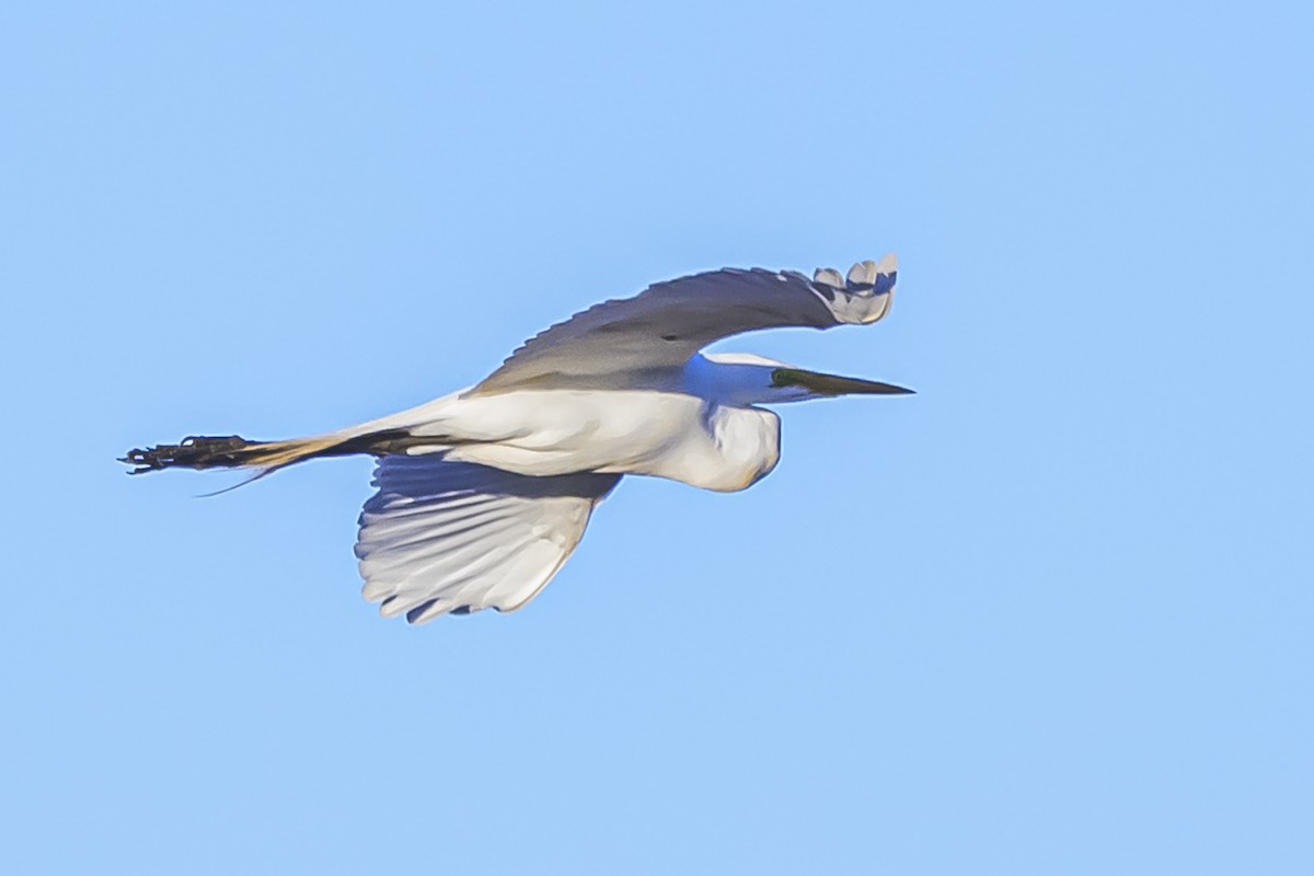 Great Egret - ML642167526