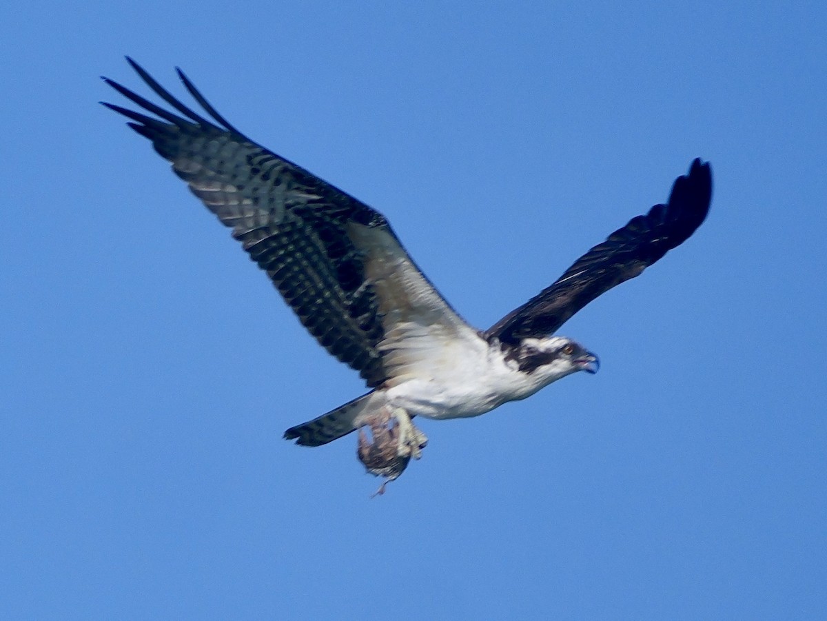 Osprey - ML642167527