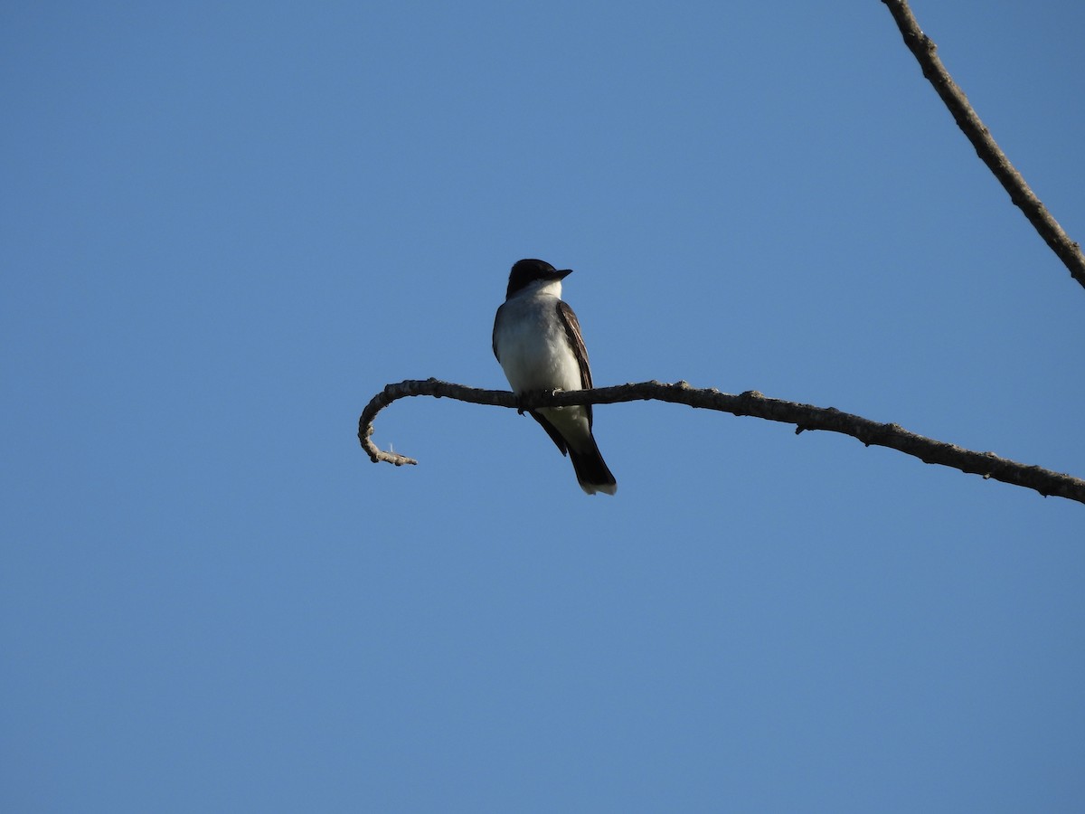 Eastern Kingbird - ML642167530