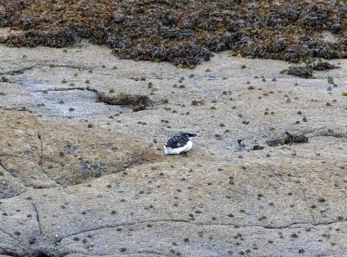 Razorbill - ML642167532