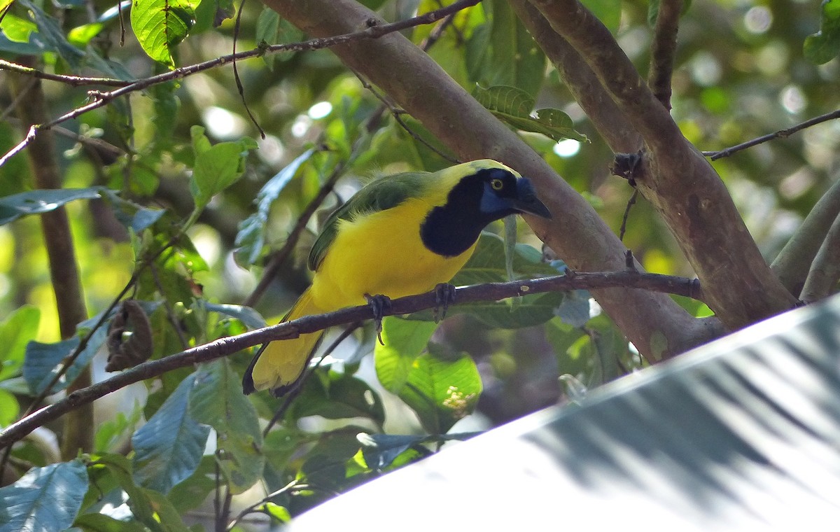 Green Jay - ML642167534