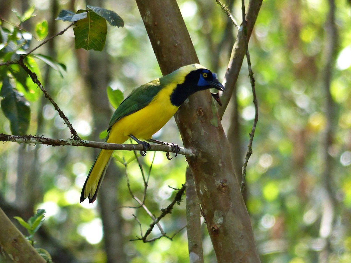 Green Jay - ML642167535
