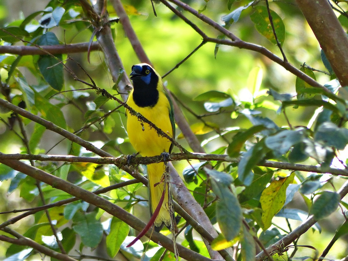 Green Jay - ML642167536