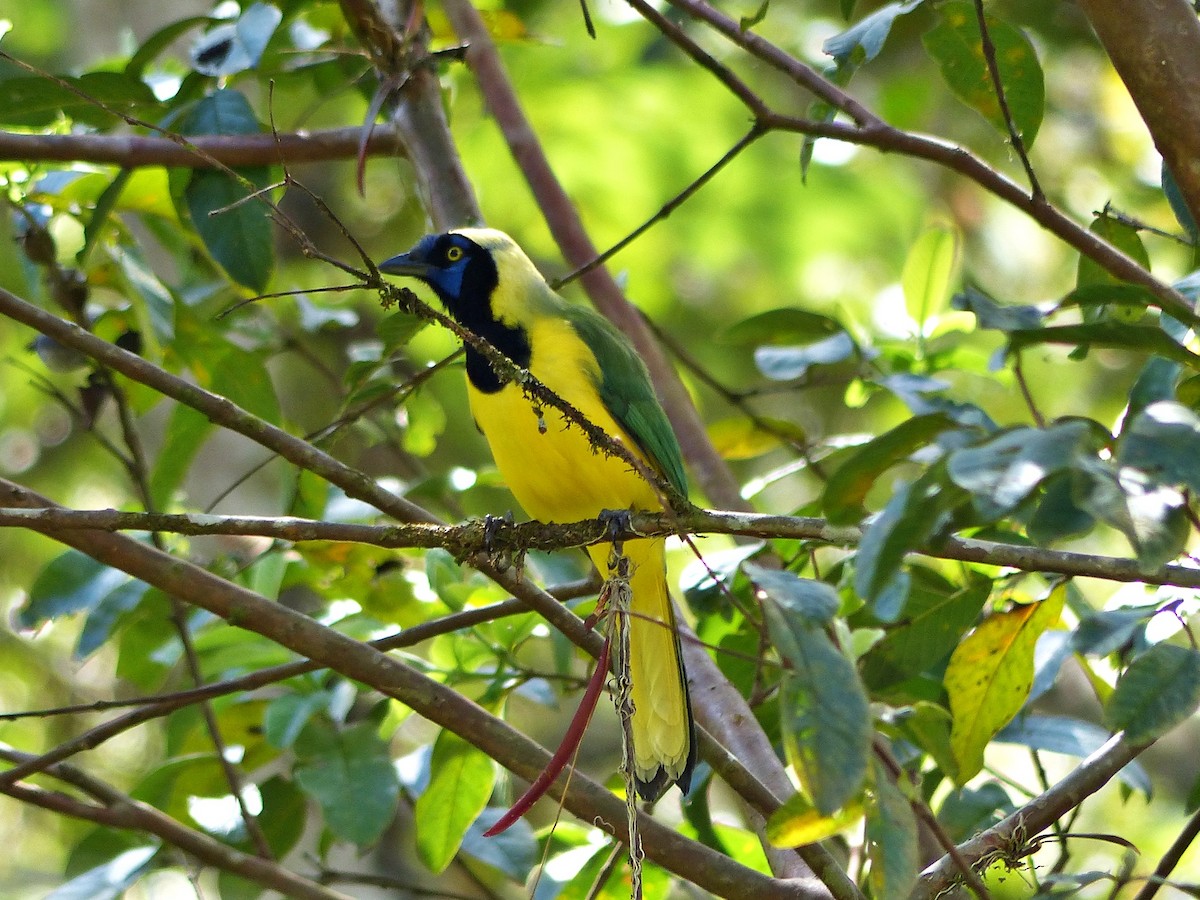 Green Jay - ML642167538
