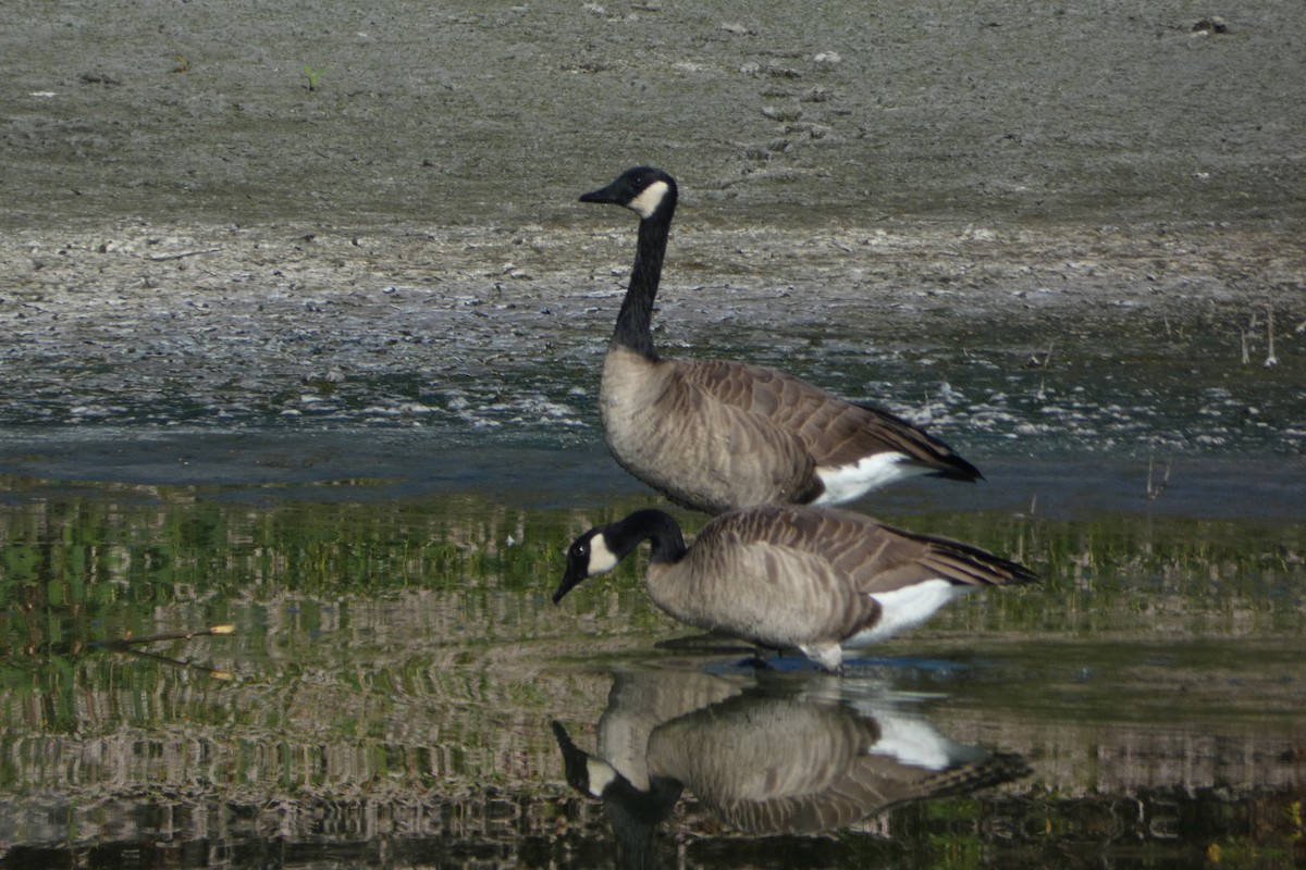 berneška velká - ML642167548