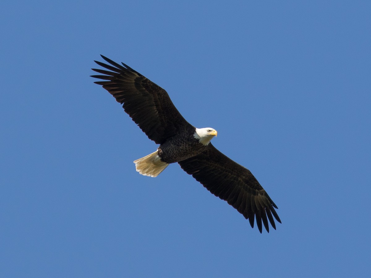 Bald Eagle - ML642167592