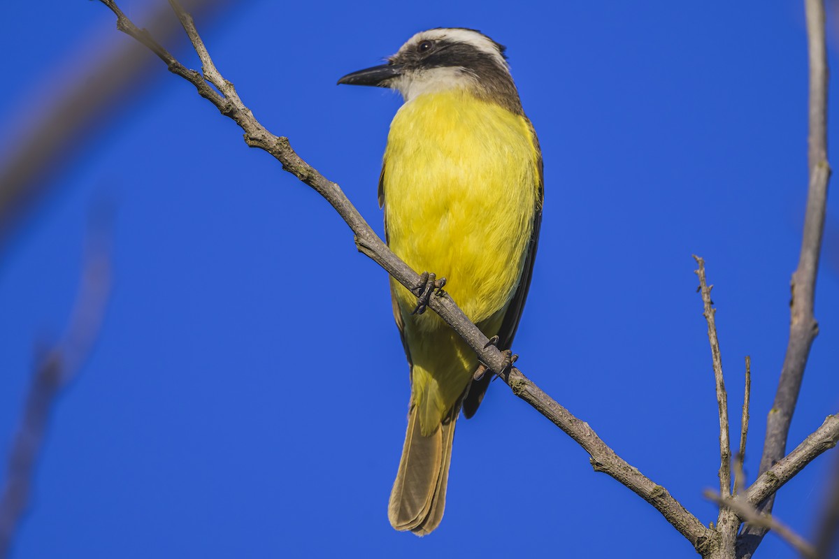 Great Kiskadee - ML642167594