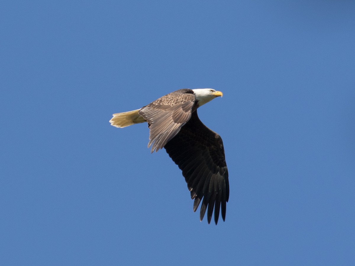 Bald Eagle - ML642167596