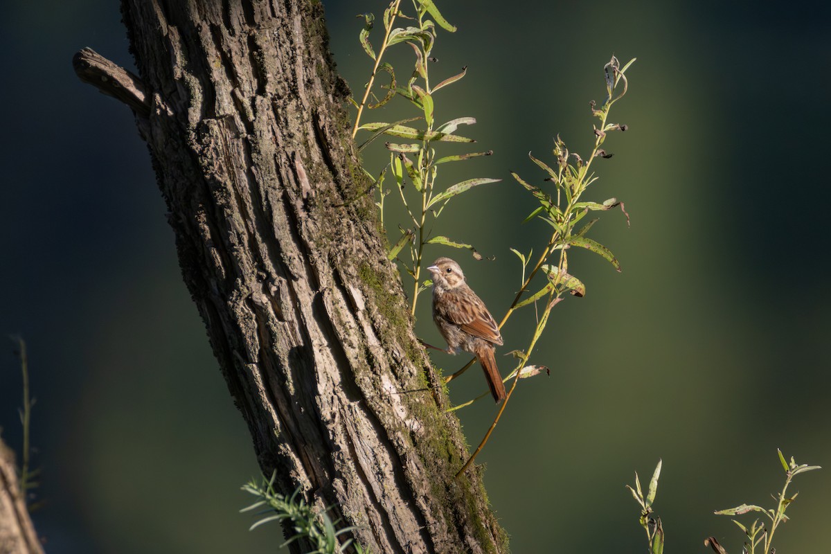 Song Sparrow - ML642167603