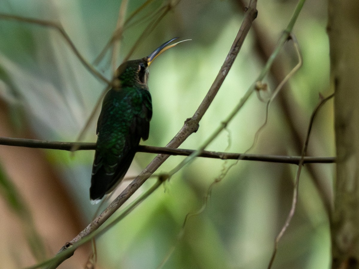 Band-tailed Barbthroat - ML642167613