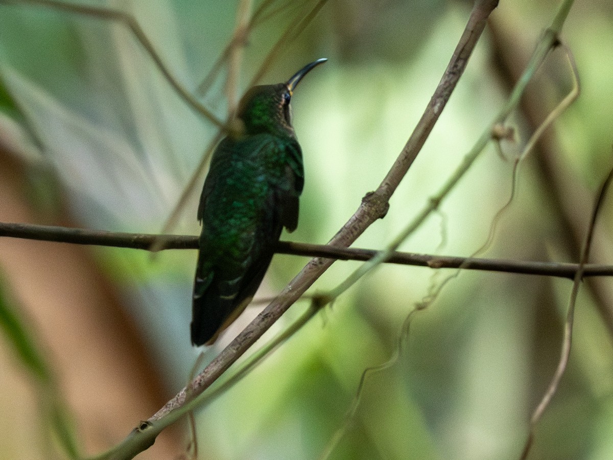Band-tailed Barbthroat - ML642167614