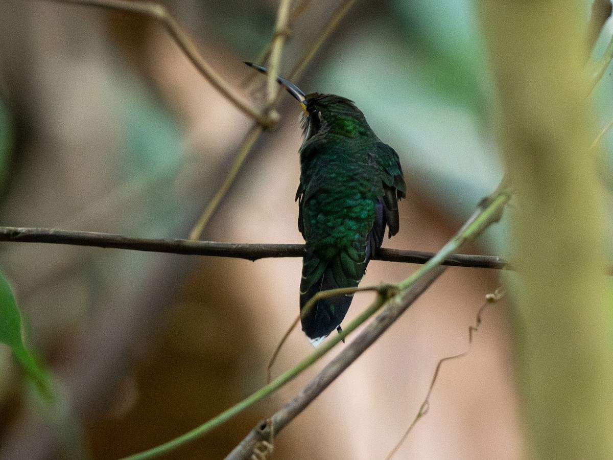 Band-tailed Barbthroat - ML642167615