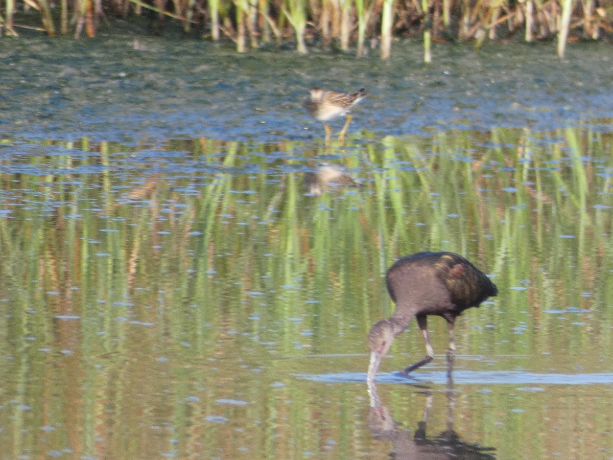 ibis americký - ML642167622