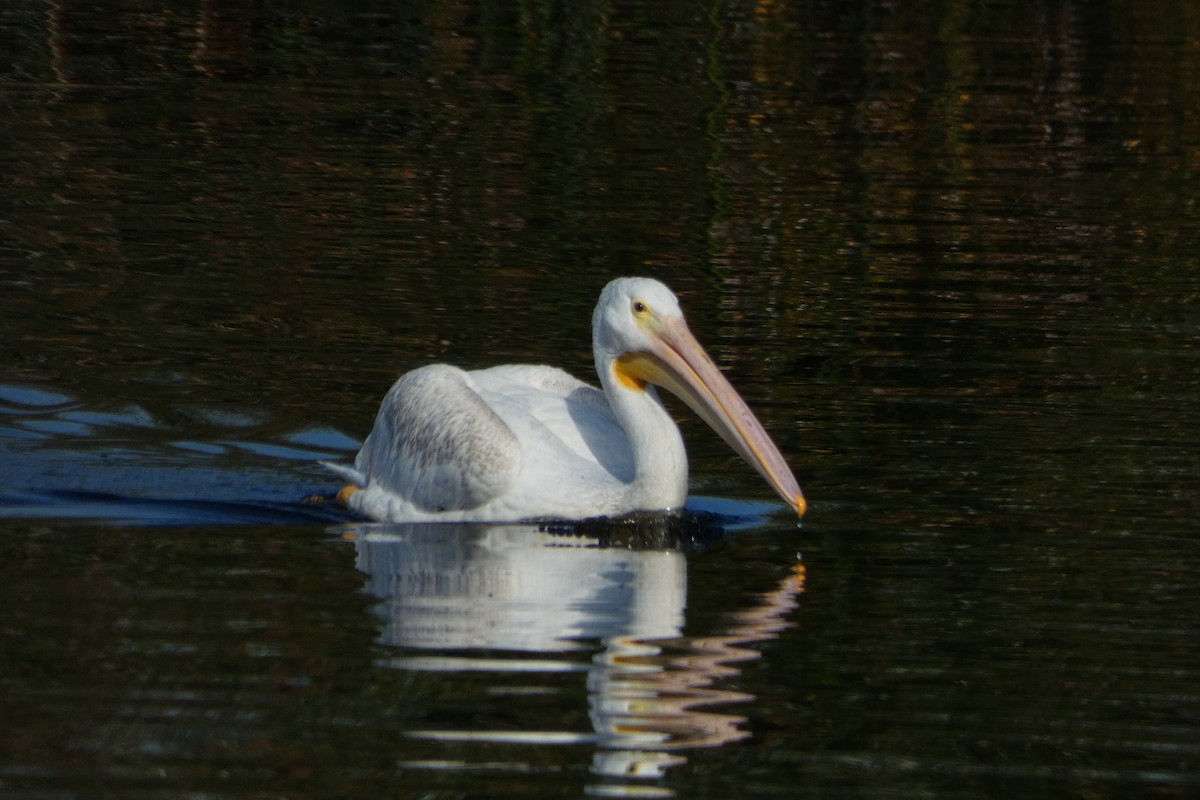 pelikán severoamerický - ML642167647