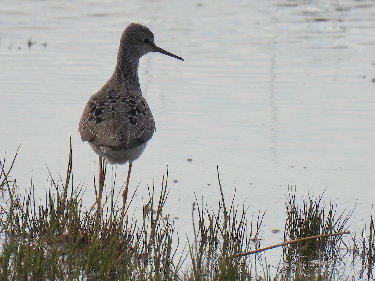 Lesser Yellowlegs - ML642167663