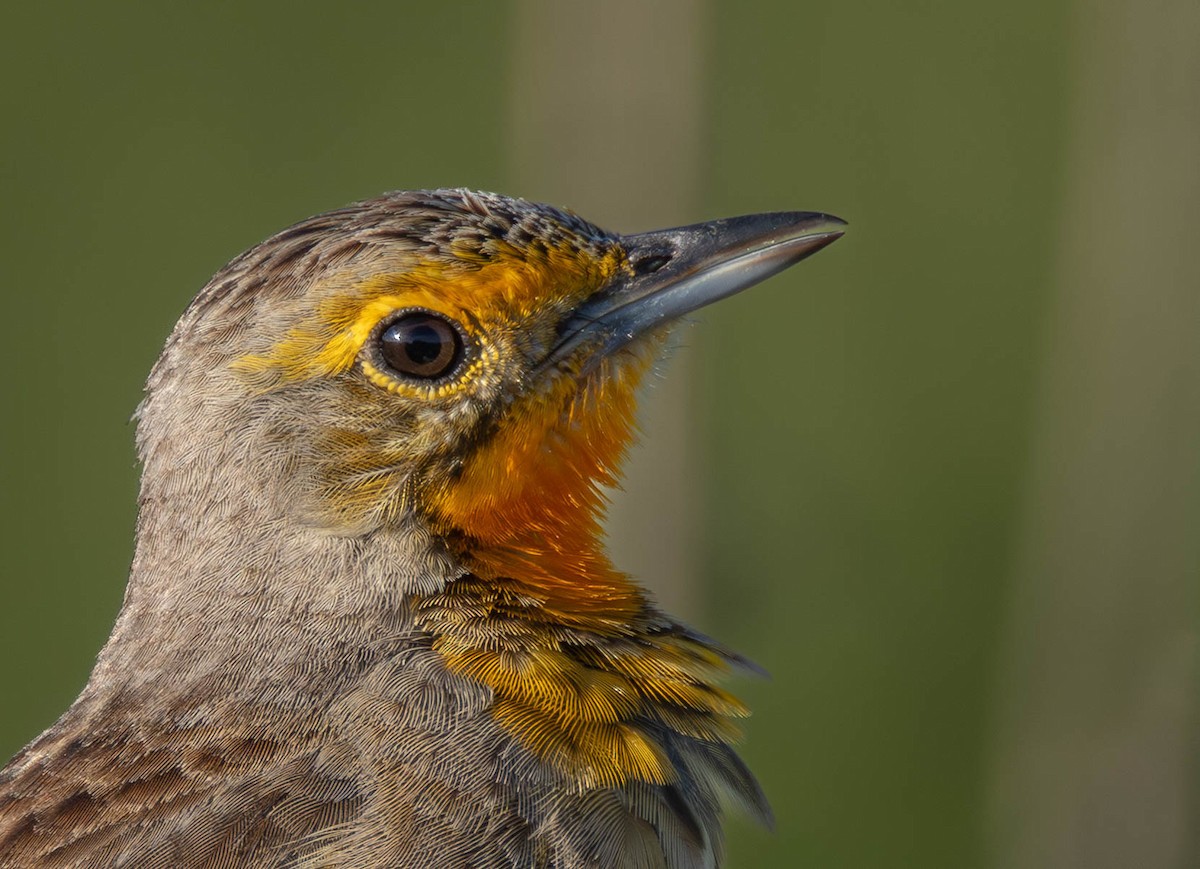 Orange-throated Longclaw - ML642167665
