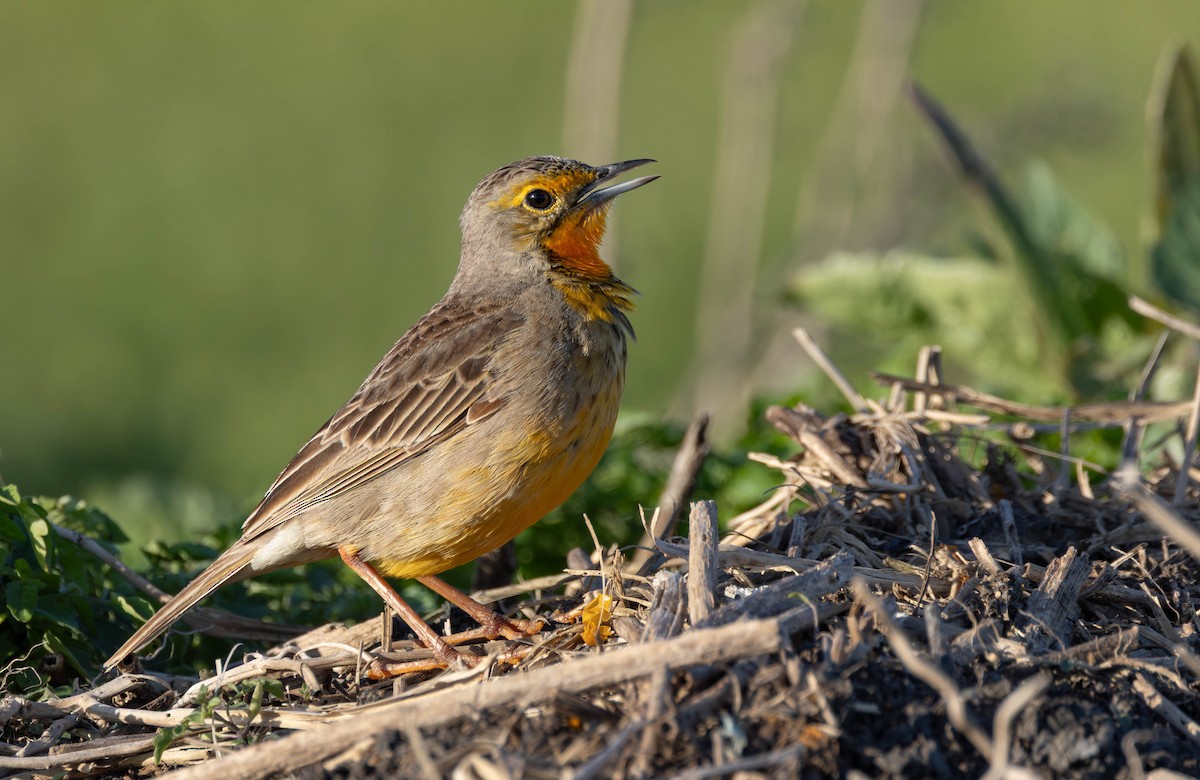 Orange-throated Longclaw - ML642167666