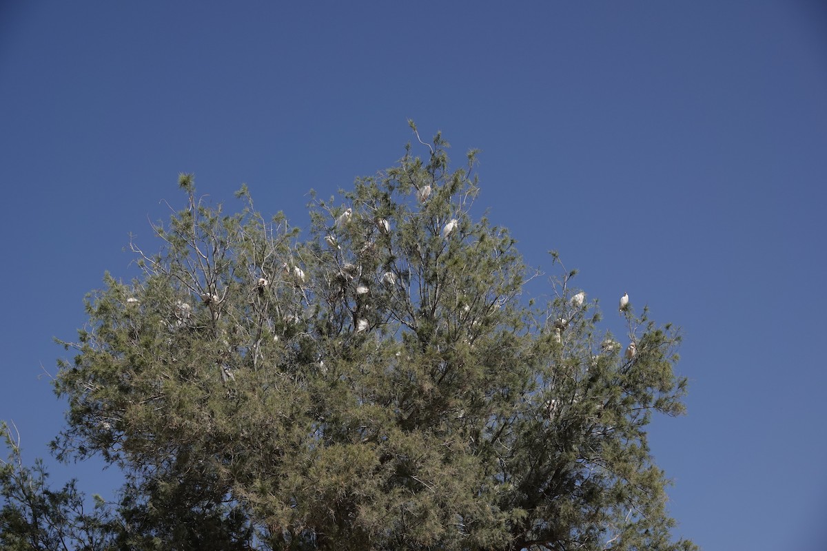 Western Cattle-Egret - ML642167670