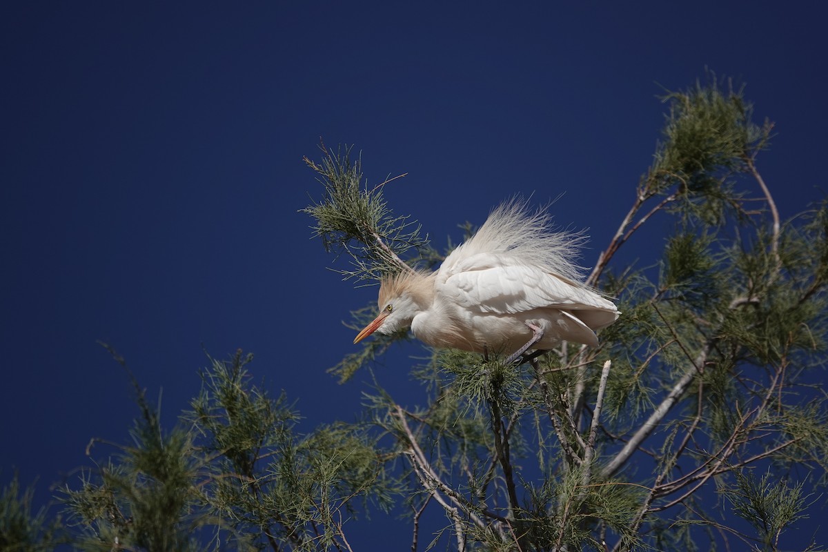 Western Cattle-Egret - ML642167676
