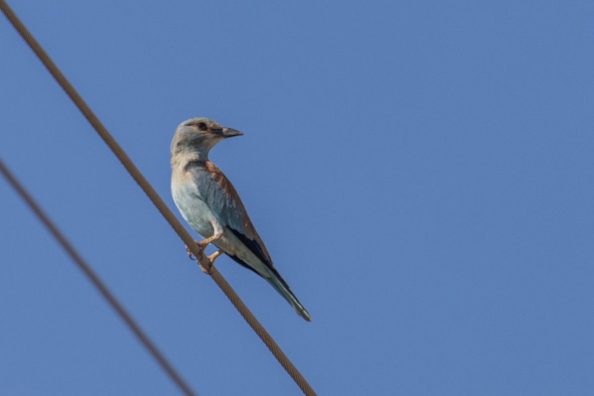 European Roller - ML642167683