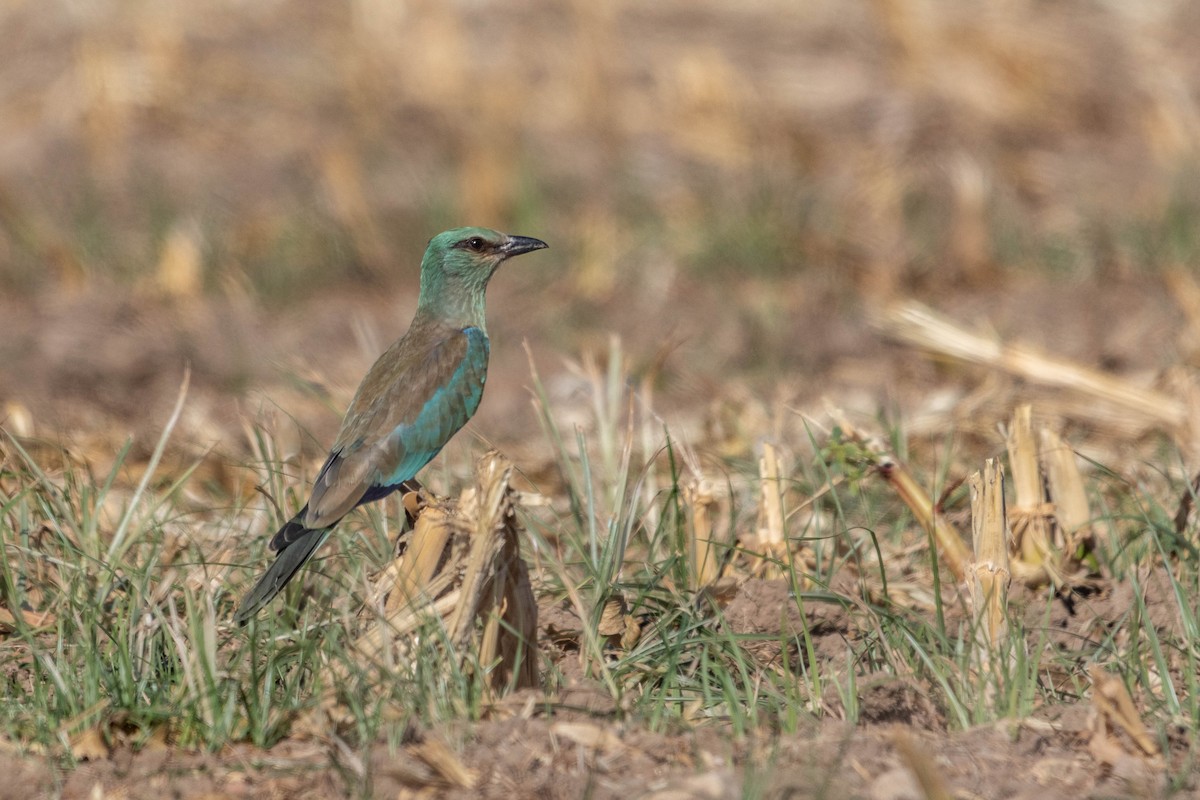 European Roller - ML642167684