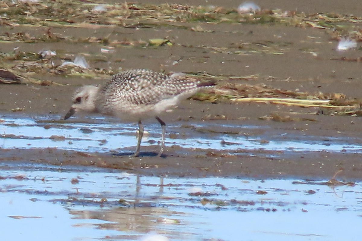 灰斑鴴 - ML642167691