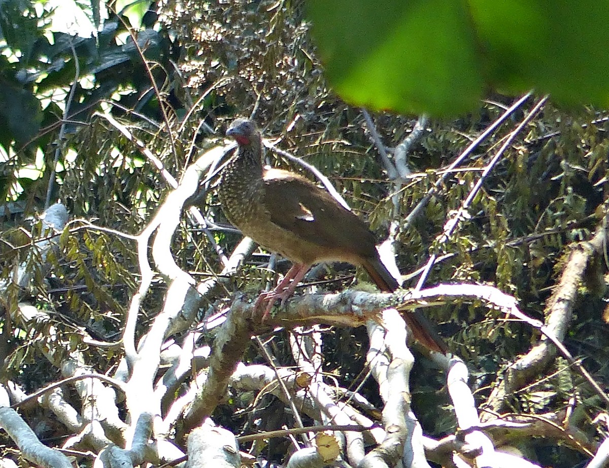 Speckled Chachalaca - ML642167697