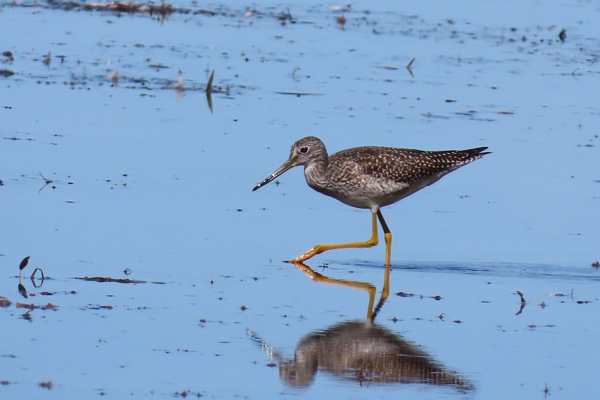 Greater Yellowlegs - ML642167698