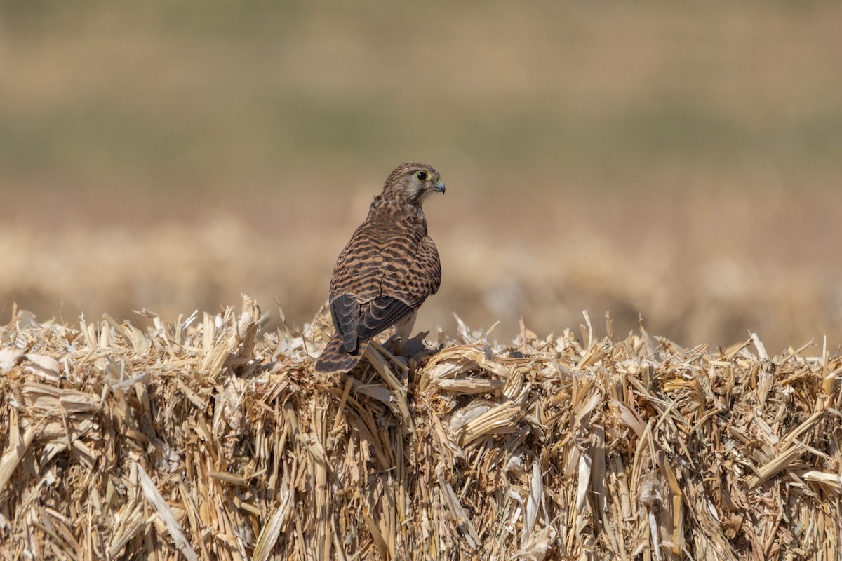 Eurasian Kestrel - ML642167699