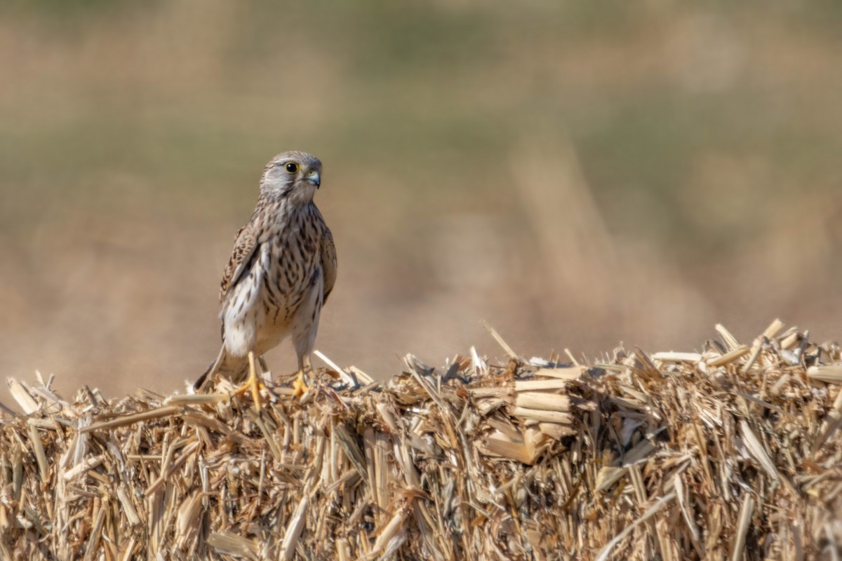 Eurasian Kestrel - ML642167700