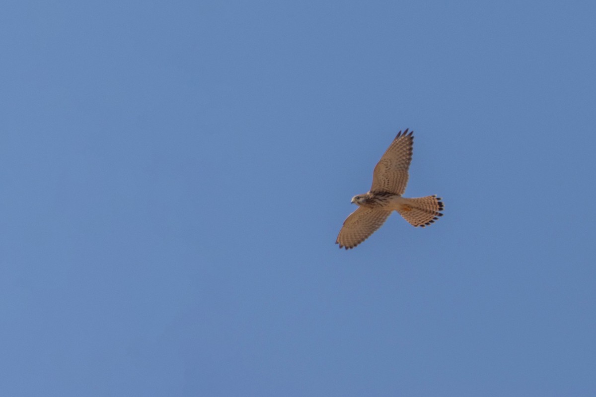 Eurasian Kestrel - ML642167701