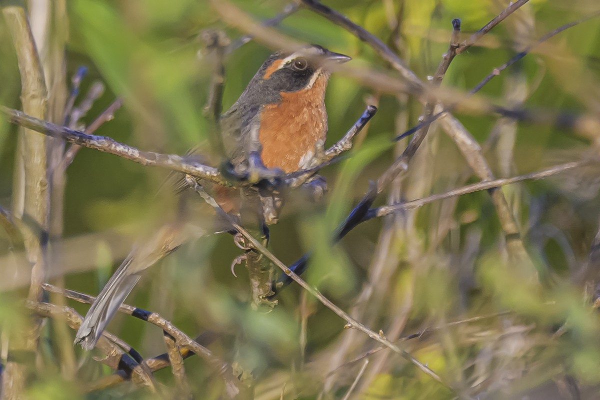 Black-and-rufous Warbling Finch - ML642167702