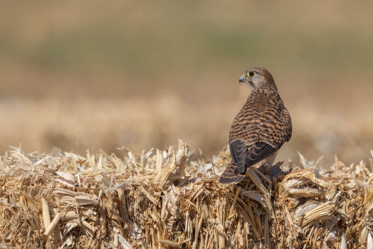 Eurasian Kestrel - ML642167703