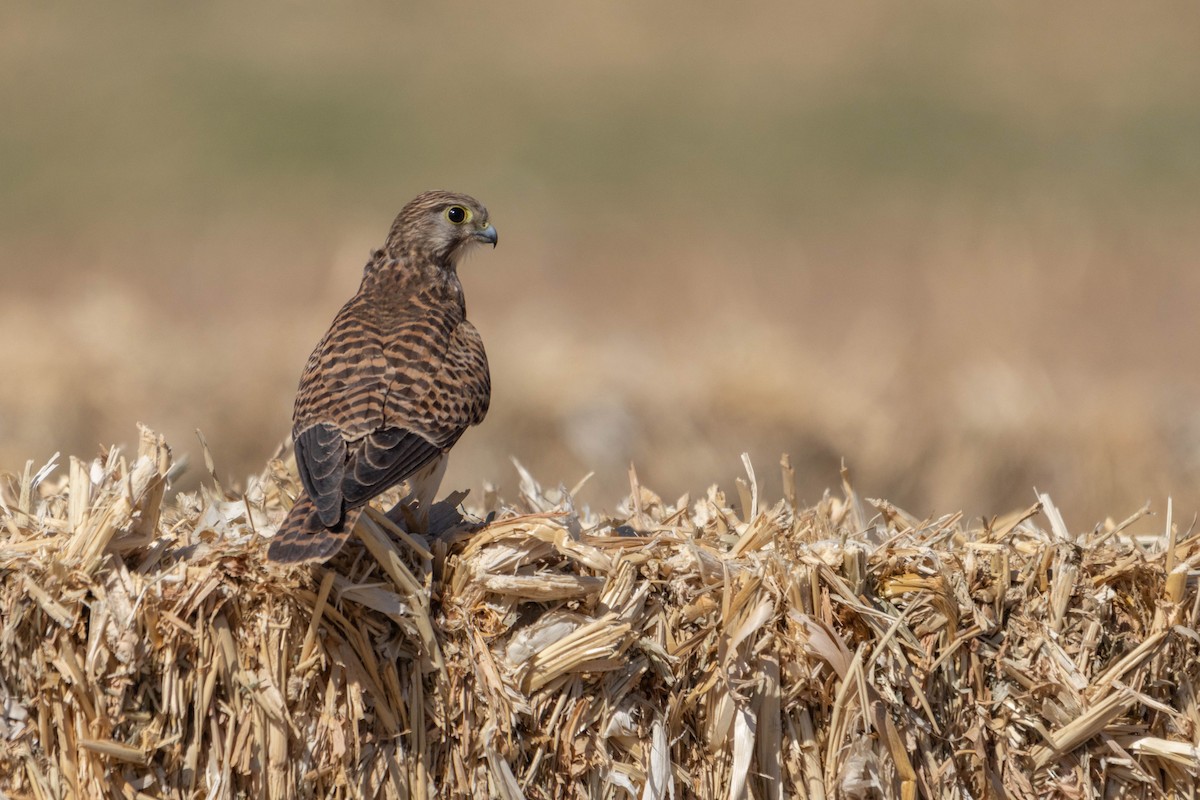 Eurasian Kestrel - ML642167704