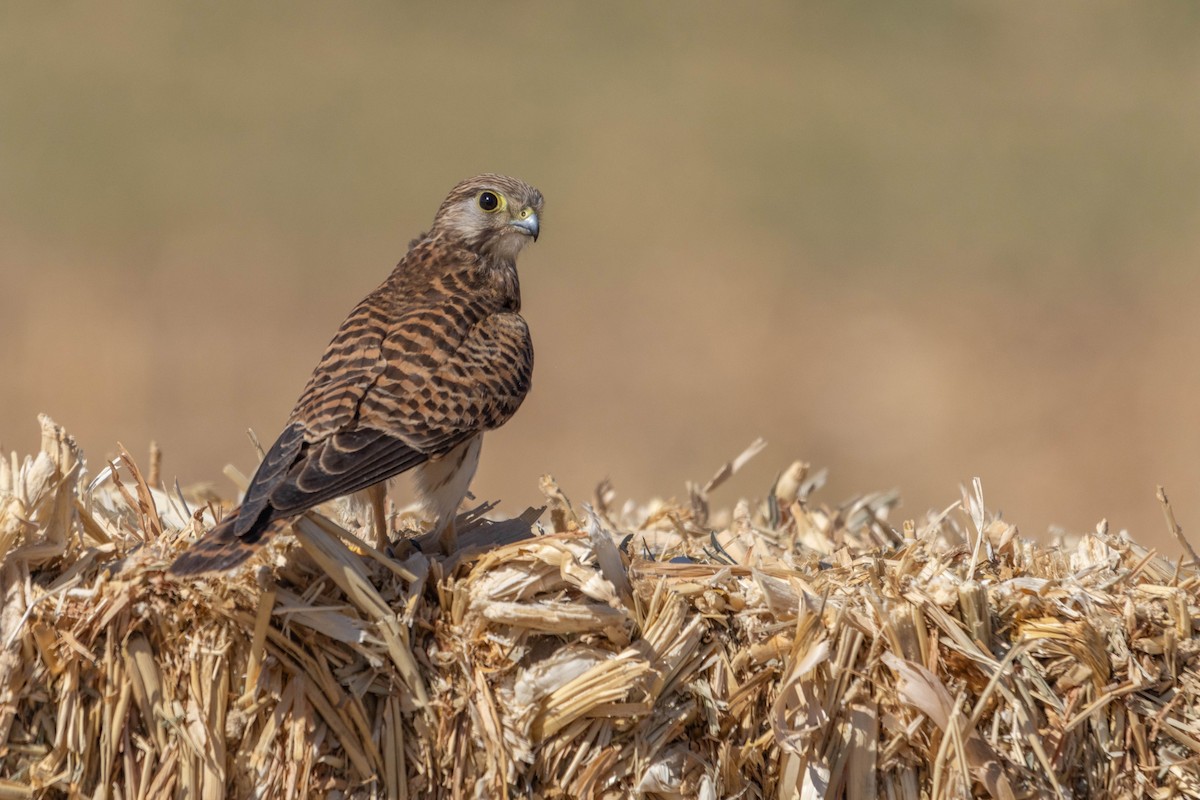 Eurasian Kestrel - ML642167705