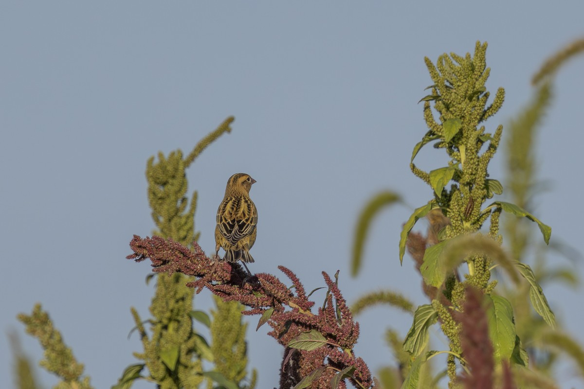 Bobolink - ML642167706