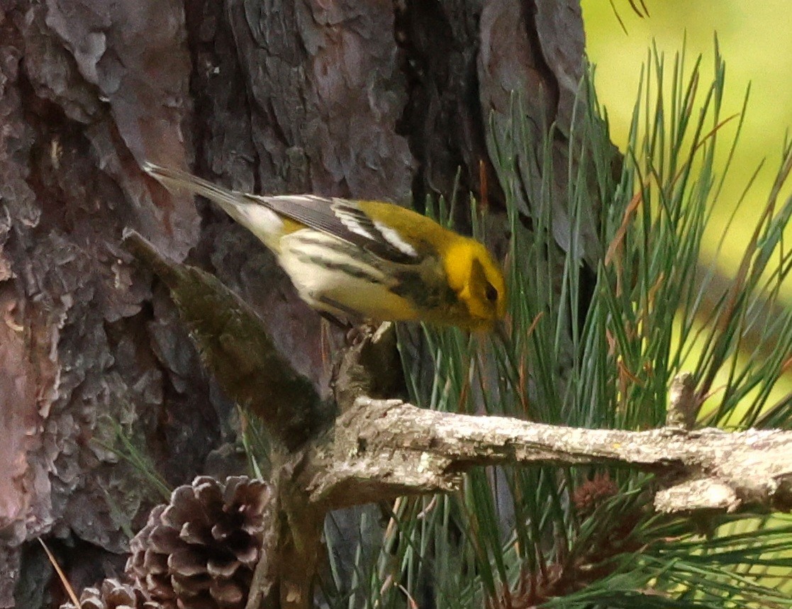 Black-throated Green Warbler - ML642167711