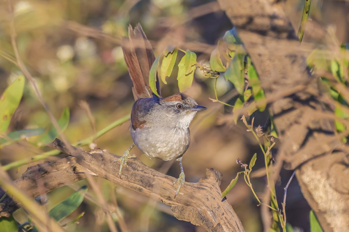 Sooty-fronted Spinetail - ML642167713