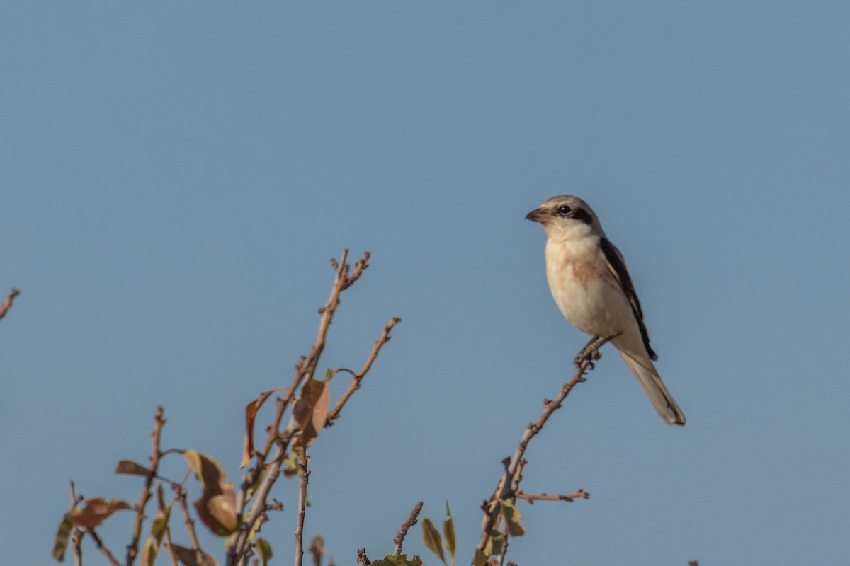 Lesser Gray Shrike - ML642167714