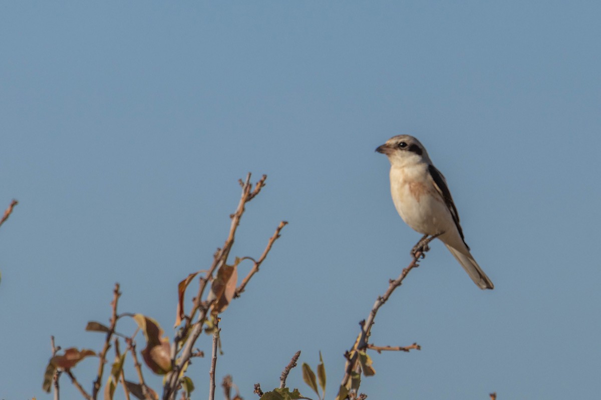 Lesser Gray Shrike - ML642167716