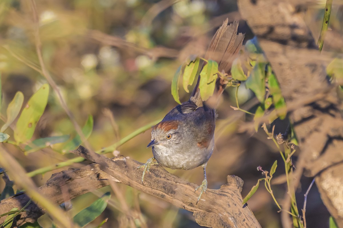 Sooty-fronted Spinetail - ML642167717